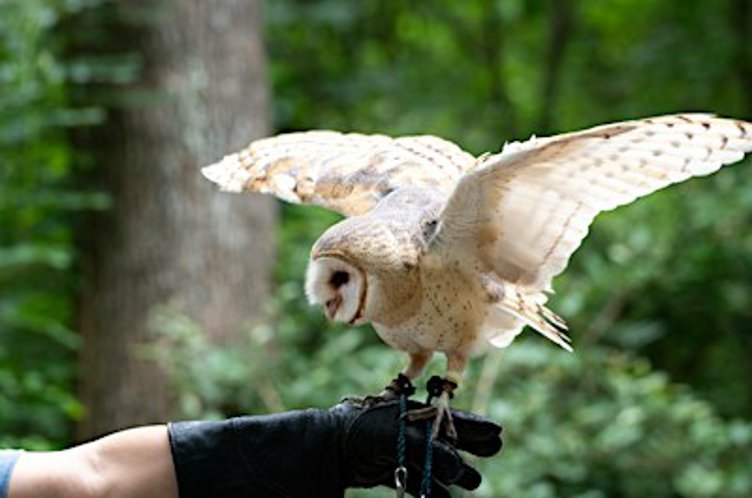 Owl Odyssey