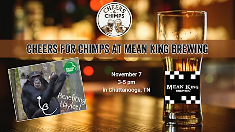 Cheers for Chimps at Mean King Brewing