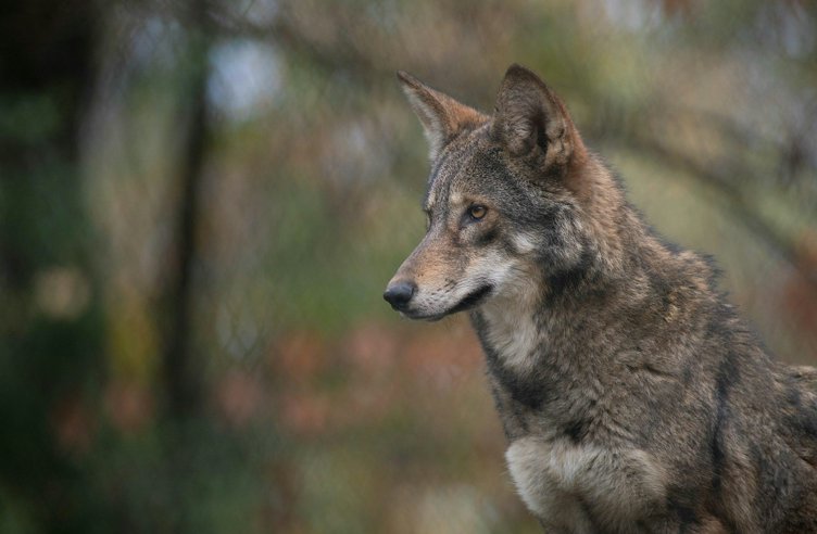 Wild Wonders: A Close Encounter with Native Animals