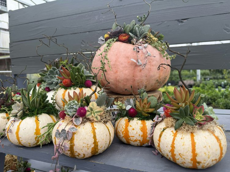 Succulent Topped Pumpkin Workshop
