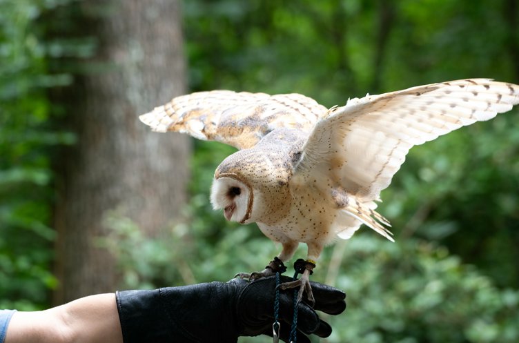 Owl Odyssey